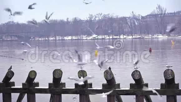 河上的海鸥视频的预览图