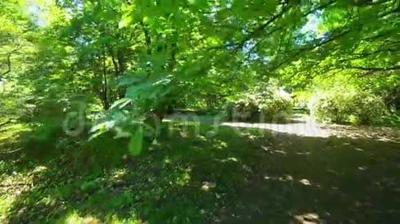 向前走过绿树镜头移过绿色植物4k视频的预览图