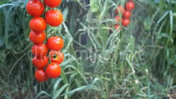 一丛丛红色的西红柿在雨中喷射挂在花园的树枝上或在绿色植被中的田野上视频的预览图