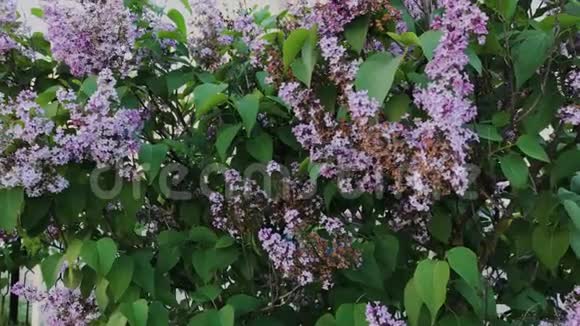 美丽的花和叶的紫丁香近在咫尺视频的预览图