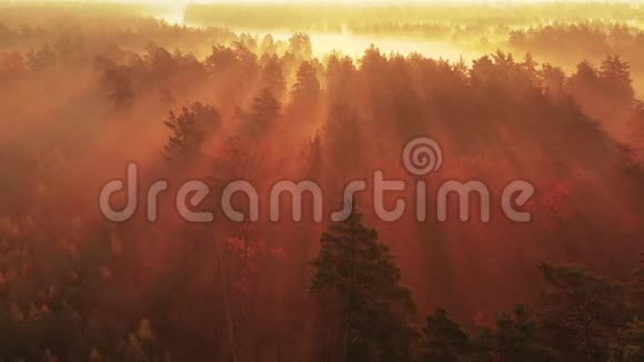 黎明时分一架无人机在雾蒙蒙的铁路上缓慢飞行穿过秋天的森林视频的预览图
