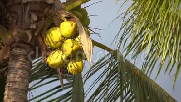 椰子树上满是椰子近4k视频的预览图