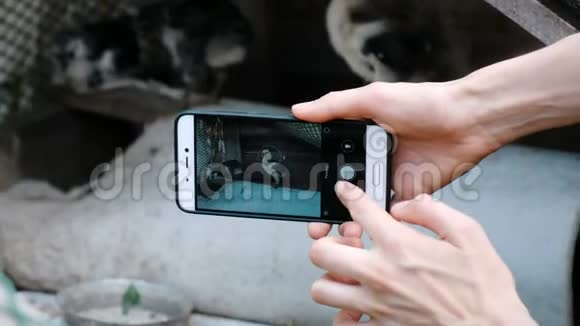 女人在智能手机上拍一只鸡视频的预览图