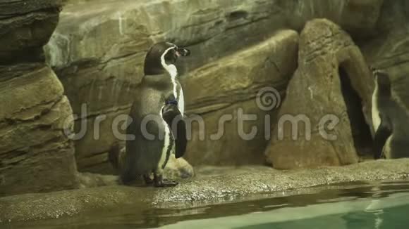 企鹅站在岩石上环顾四周视频的预览图