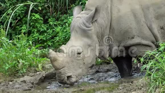 白犀牛或犀牛站在泥里视频的预览图