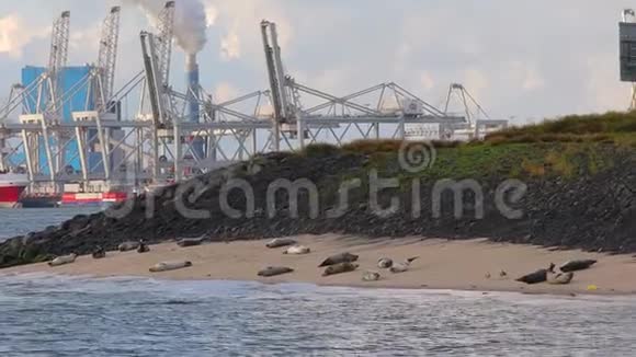 鹿特丹港的海豹视频的预览图