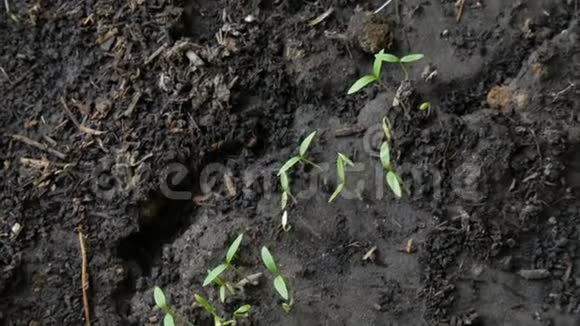 地上生长的植物小芽视频的预览图
