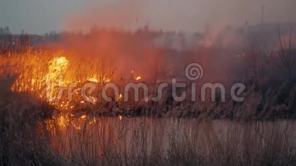 在森林大火的同时在野外烧草旱季燃烧森林大火时用火焰和烟雾中的干草视频的预览图