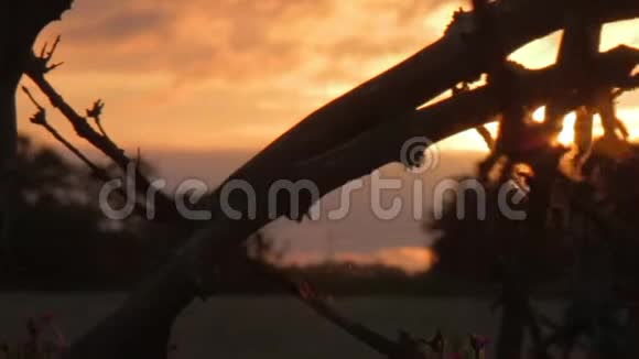 在日落时用树网灌木丛反照的蜘蛛网多利射击视频的预览图