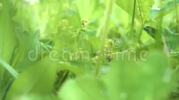 迎着清新的春草在风中摇曳库存录像带有绿色植物的辛辣自然背景视频的预览图