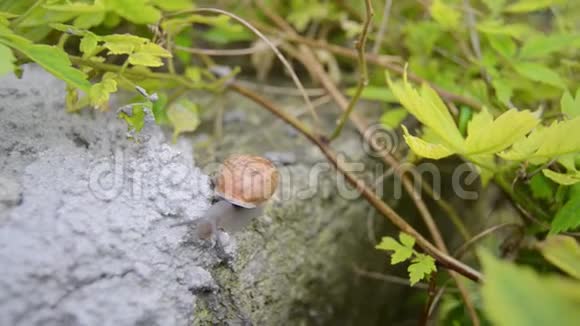 雨后蜗牛在岩石上缓慢移动背景是树枝视频的预览图