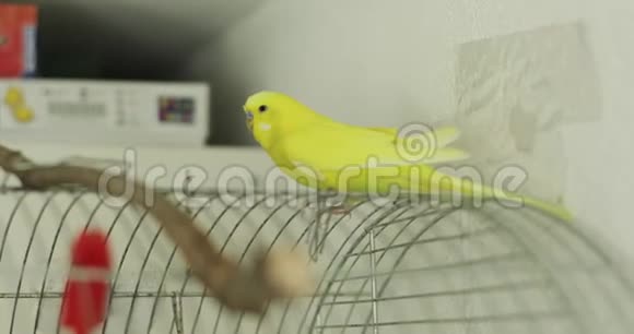 一只黄色波浪鹦鹉坐在家里的笼子里视频的预览图