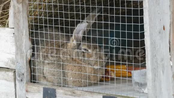 冬天一只灰色的大兔子坐在村子里的笼子里视频的预览图