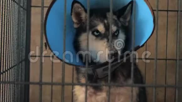 悲伤的哈士奇狗躲在篱笆后面等待获救并被收养到新家动物收容所概念视频的预览图
