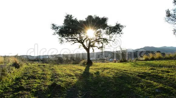 日落时田野里的橄榄树视频的预览图