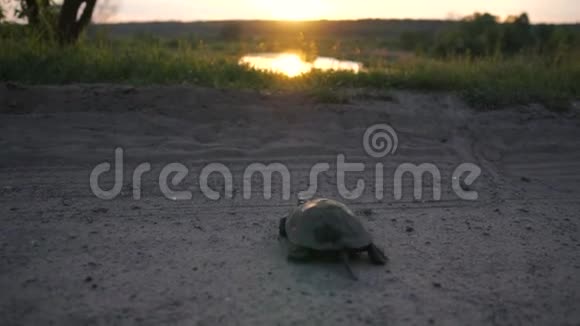 有趣的乌龟在日落时缓慢地爬过马路和草地来到湖边视频的预览图