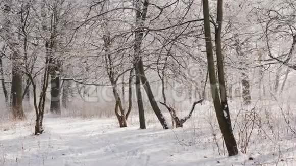在美丽的冬林中的一条小路上满是白雪视频的预览图