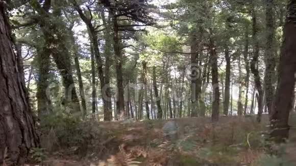 带着蕨类植物穿过树林视频的预览图