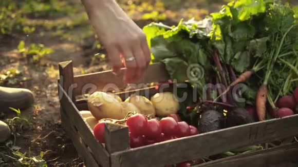 农民折叠收获的西红柿甜菜土豆胡萝卜在生态农场的木箱在日落光视频的预览图