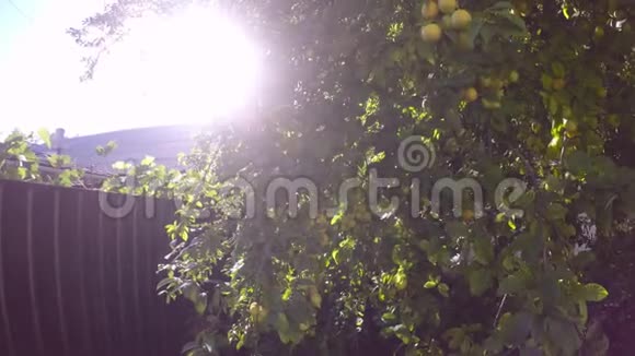 篱笆前树上的果实成熟了视频的预览图