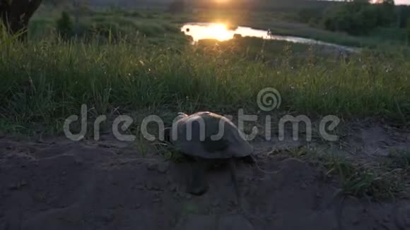 太阳落山时一只有趣的乌龟缓慢地从草地上爬进小湖视频的预览图