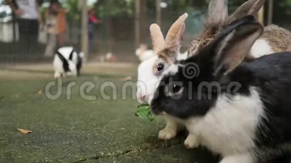 兔子吃食物动物园动物喂食慢动作视频的预览图