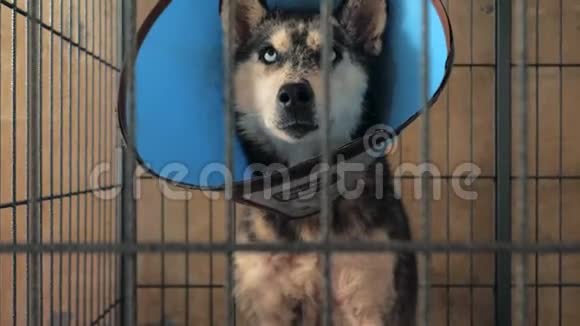 悲伤的哈士奇狗躲在篱笆后面等待获救并被收养到新家动物收容所概念视频的预览图