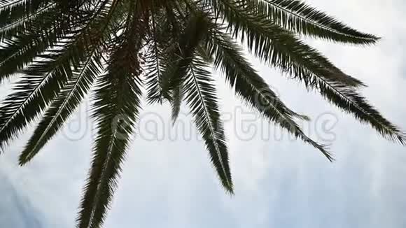 热带棕榈树的叶子在微风中向蓝天摇曳视频的预览图