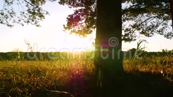 摄像机滑块通过树干向上移动日落时阳光阳光透过树木照射视频的预览图