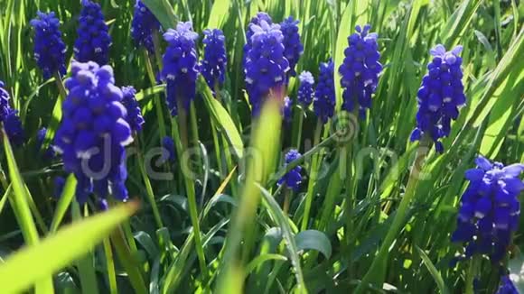 装饰紫罗兰疏花开在春天自然之美和生机勃勃的色彩视频的预览图