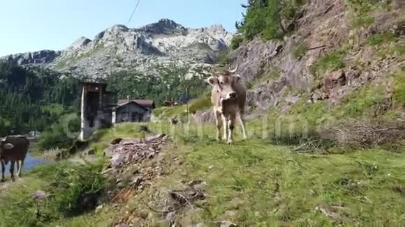 在高山草地上放牧的牛群意大利阿尔卑斯山意大利在自然环境中放牧视频的预览图