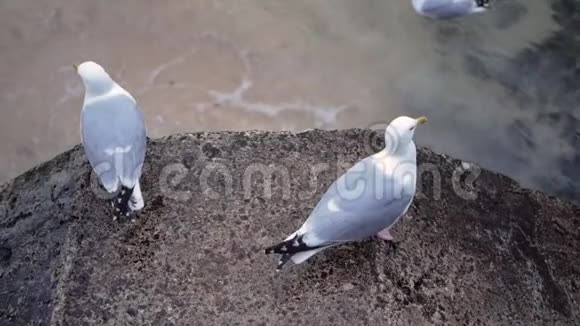 两只海鸥站在海边的水泥栅栏上环顾四周视频的预览图