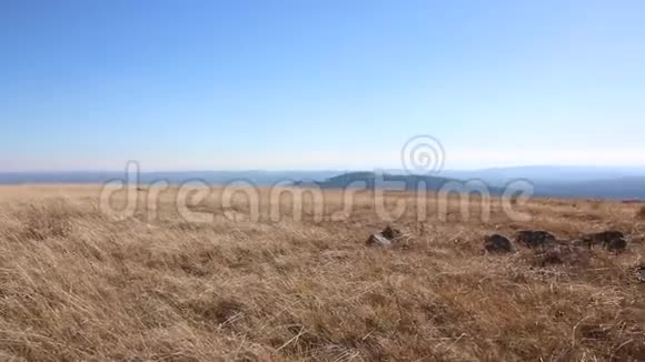 金色田野背景上干燥的穗状花序有蓝天和山脉太阳照耀着蓝天秋天的山景视频的预览图