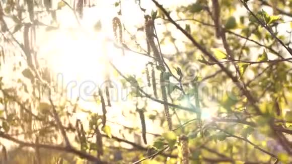 春天阳光下盛开的白桦芽树叶和树枝视频的预览图