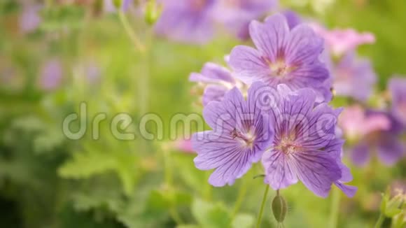 蜜蜂从紫色盛开的花朵中采集花蜜视频的预览图