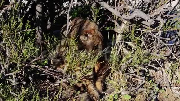 藏在灌木丛中的怀孕猫舔舐清洁自己视频的预览图