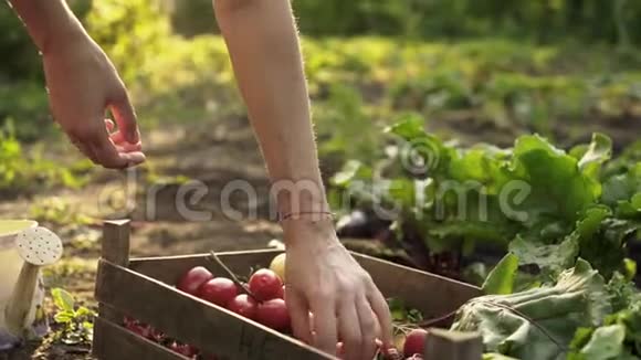 农民折叠收获的西红柿甜菜土豆在生态农场的木箱在日落光视频的预览图