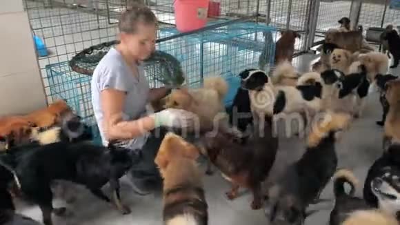 年轻女孩在宠物收容所里抚摸被关在笼子里的流浪狗人动物志愿服务和帮助概念视频的预览图