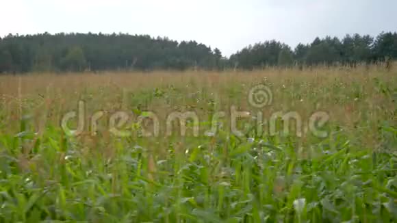 在炎热的夏日活动中种植玉米的田野视频的预览图