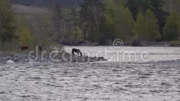 棕色的马喝水在岩石山脉的河流前面背景是树木视频的预览图