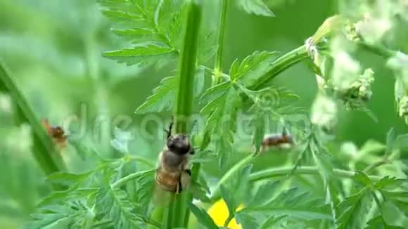 蜜蜂清洁自己坐在绿色的茎上视频的预览图