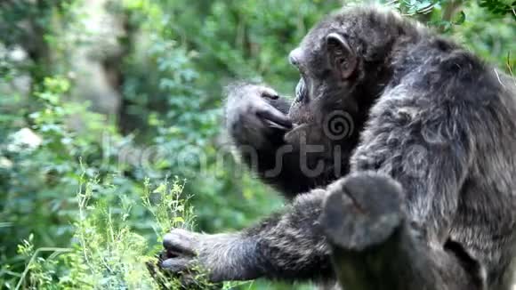 吃野生黑猩猩视频的预览图