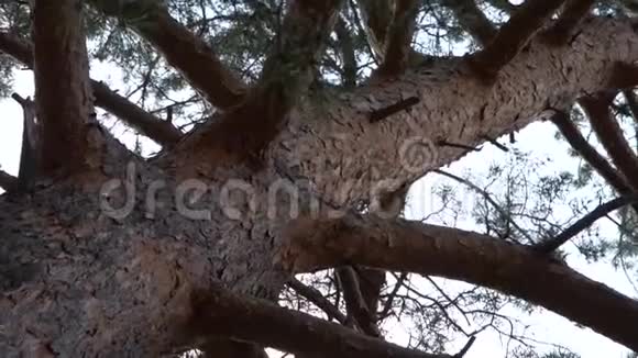 棕松树以粗枝旋转特写镜头动感视频的预览图