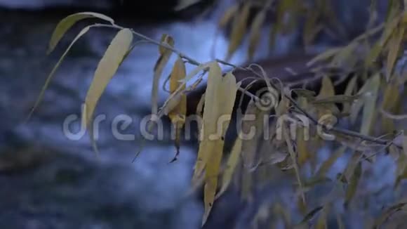 黄色的垂柳叶子在流水的背景上特写视频的预览图
