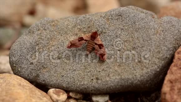 一只美丽的小蝴蝶坐在干石头上视频的预览图