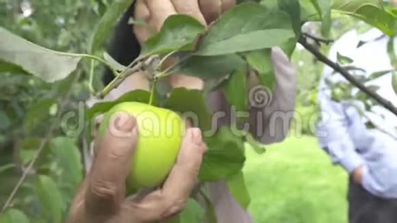 成年妇女在花园里摘苹果视频的预览图