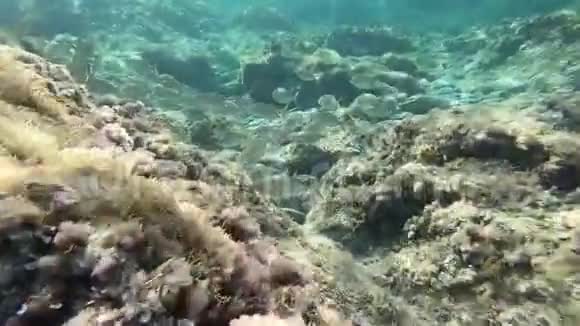 一组水鱼的水下慢镜头通常被称为梦幻鱼水水牛或视频的预览图
