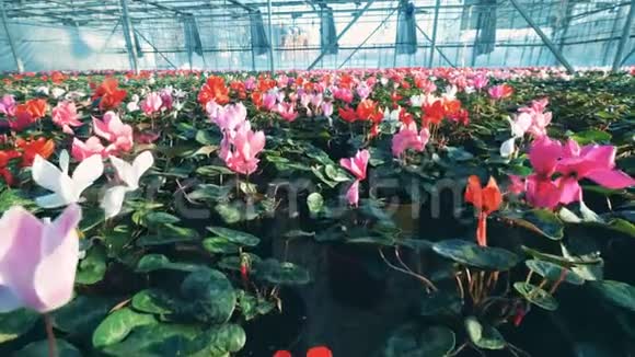许多五颜六色的郁金香生长在一个大温室农学工业视频的预览图