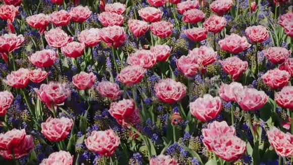 荷兰基肯霍夫公园的异常紫色郁金香视频的预览图