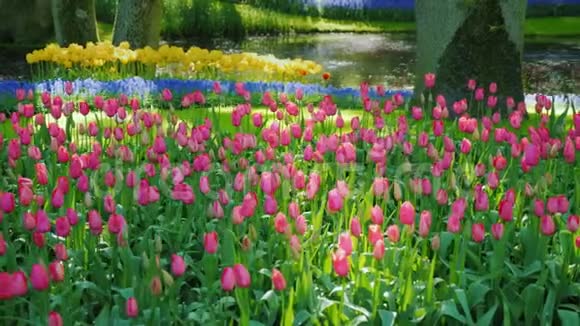 荷兰模糊公园里各种颜色和郁金香视频的预览图